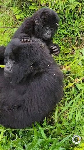 504K views · 13K reactions |  This is not a regular gorilla feeding video (look closely )!   Recently, we shared photos of Sangwa eating a snack while a chameleon sits on her head.   Here's another look, with a little twist: 1-year-old Garuka is curious and wants to see what all the fuss is about (wait for it)! 﫠 藍 These gorillas live in the Kwisanga group!   Alliance Umwizerwa | Dian Fossey Gorilla Fund | Facebook