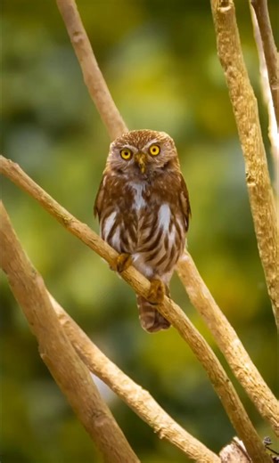 965K views · 8K reactions | 黎 Este hermoso mochuelo común (Majafierro), captado en su hábitat natural en Costa Rica, nos muestra porqué es uno de los búhos más fascinantes del bosque. Pequeño, pero con alma de guerrero.  Por @_jimmy_fernandez_photography San Ramón, Alajuela, Costa Rica  Canon EOS T7 ️‍️ 70-300 mm  Distancia focal: 300 mm ⚙️ Velocidad: 1/1600 s | Apertura: f/5.6 | ISO: 640 | Canon | Facebook