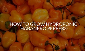 How To Grow Hydroponic Habanero Peppers (Complete Guide) - Soak And Soil