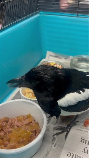 This lovely magpie was found grounded and unable to fly the moment he was admitted, he wasted no time digging into his yummy meal! 😋 Thank you to everyone who looks out for our wildlife, every act of kindness makes a world of difference. 🥰🌿 | Lower Moss Wood Nature Reserve & Wildlife Hospital