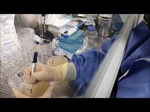 미생물한도시험 한천평판 도말법(Microbial limit test - spreader method)