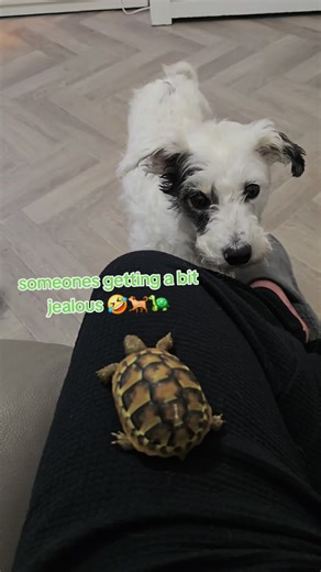 #mikemalonepaintinganddecorating #dog #tortoise #fyp