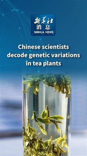 6.4K views · 39 reactions | Chinese researchers have revealed the genetic basis of key agronomic and metabolic traits in tea plants, shedding light on the future breeding of tea varieties featuring favorable qualities. #XinhuaNews | China Xinhua Sci-Tech | Facebook
