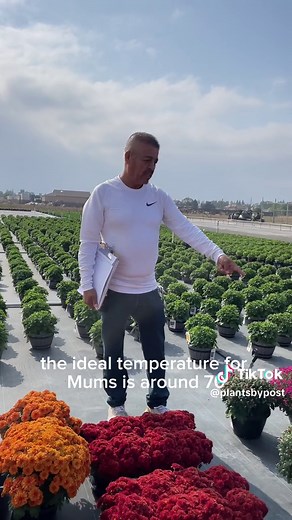 Plants By Post on TikTok