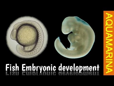 Embryonic development in fish & fish hatchlings (Must Watch)
