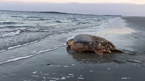 What a beautiful sight! A loggerhead sea turtle who nested on St. Catherines Island in Explore Liberty County is returning back to the sea. 📹: Jaynie L, Georgia Southern University Sea Turtle Program at St. Catherines Island | Explore Georgia