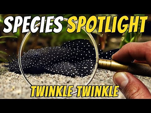 Discover the Starlight Bristlenose Pleco - Ancistrus dolichopterus - L183