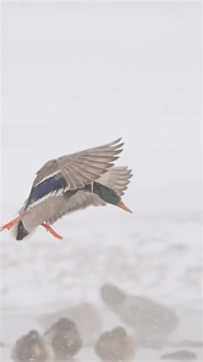 Drake Mallard IN THE SNOW!