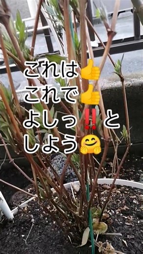 新枝咲きなので地際からカットの冬剪定🥺バラと同じで地際から😱無理無理無理😫でもどうかな？早咲き成功？🤗楽しみだなぁ🥰 #アフロディーテ#short #2026年2月26日 #エレガフミナ #クレマチス