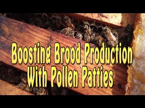 How To Feed Pollen Patties To Bees (Pollen Substitute)
