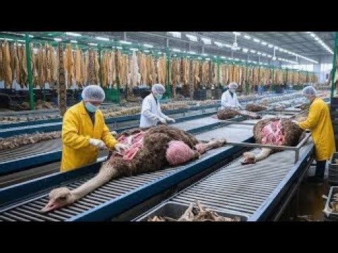 How Ostrich Leather is Made: From Farm to $5,000 Luxury Jacket (Full Documentary)