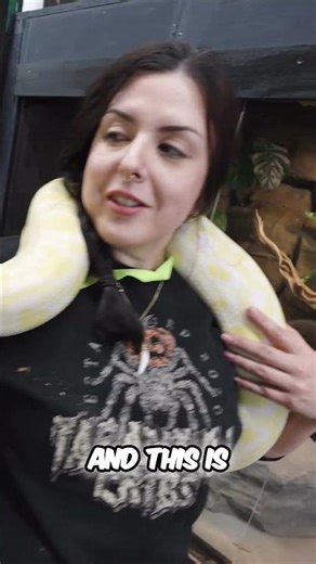 Our giant python gets a new enclosure