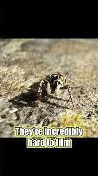 Jumping spiders are hard to film #nature #insects #wildlife #spider