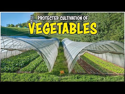 Protected cultivation of Vegetables crops for Sustainable food Production