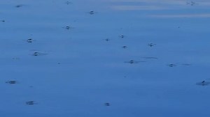 A Wilder View: How bugs can glide across the water