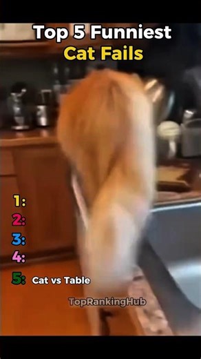 Top 5 Funniest Cat Fails🐱🐈