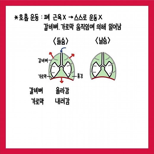 [중2 과학] 호흡 운동의 원리 #shorts