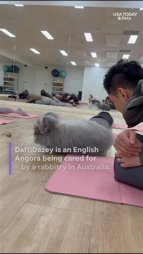 This fluffy, grey bunny may resemble a well known “Lord Of the Rings” wizard, but it’s only magic is captivating a rabbit yoga class. #usatodaypets | The Augusta Chronicle