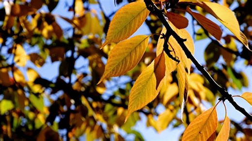 Leaves, Fall, Multicoloured. Free Stock Video
