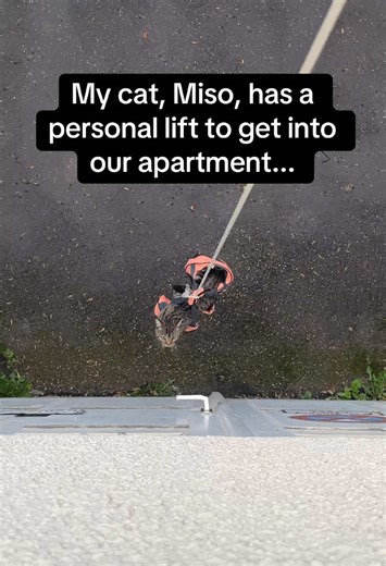 Miso is living like royalty😂👑 #RoadTo19M #Pubity (don_lapeno via Collab)