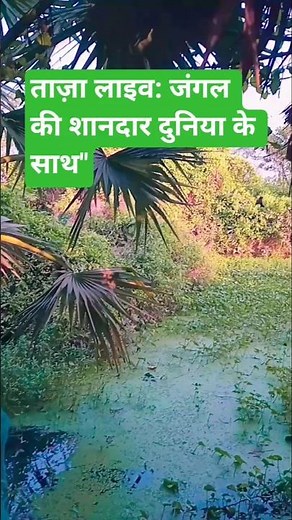 The wonderful world of the Jungle..🌴