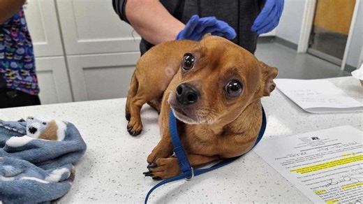 Paws in Need nonprofit helps cover urgent medical care costs for your pets