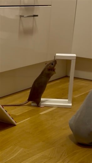 41K views · 9.5K reactions | ✨Molly✨ I do agility courses like this...