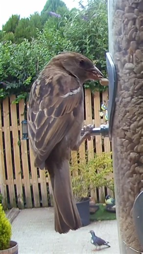 Think house sparrows are boring brown birds? Think again ❤️