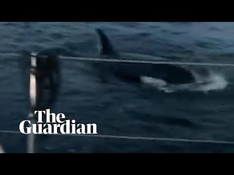 Orcas attack boat off the coast of Spain