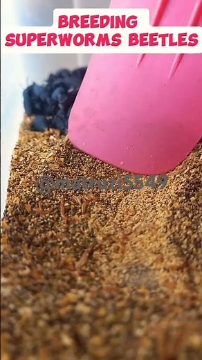 From Worm to Beetle 🐛➡️🪲 | Satisfying Superworm Transformation