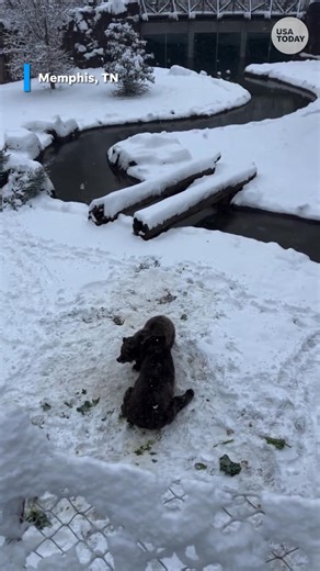 6.1K views | Video caught two bears at the Memphis Zoo having a playful wrestling match in the snow. It's unclear who won, but at least they enjoyed their snow day. | Milwaukee Journal Sentinel | Facebook