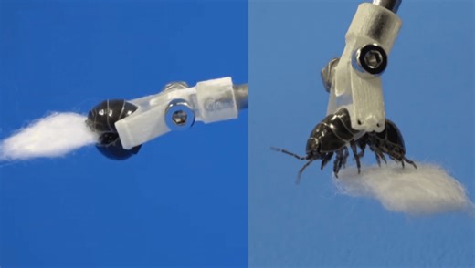 Live Pill Bugs And Mollusks Are Being Used As Hands In Biohybrid Robot Arms