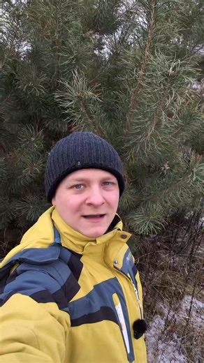 Sosna zwyczajna (łac. Pinus sylvestris) - drzewo jadalne #natura | Źródła Natury - według Chmielewskiego