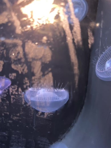 Jellyfish are amazing! You stand staring at these little creations…are they fish are the ameoba? They make you wonder because they have no backbone like a fush. There are so many types of jellyfish! Some sting, some dont, some are upside down dwellers, some have neon lights!! You would think they live a long life but they only get less than a year. Do you have a favorite kind? While they can get jn the way of your swimmjng, they are food fir other marine life. Si, jelly on lttle jellyfish.