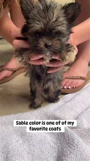 Jennifer's tiny paws on Instagram: "Little 101 class : A sable coat gives dogs a rich, textured look that often appears to shimmer or shift in tone as the dog moves. This natural blending of colors is one of the reasons sable coats are especially valued for their depth, elegance, and expressive appearance. In summary, sable describes a coat pattern made up of dark-tipped hairs over a lighter base, creating a shaded, multi-dimensional look rather than a single uniform color."