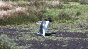 Royal penguin runs on ground on background of green grass in Antarctica. Incredibly intelligent and dignified animals birds. Coast of cold ocean.