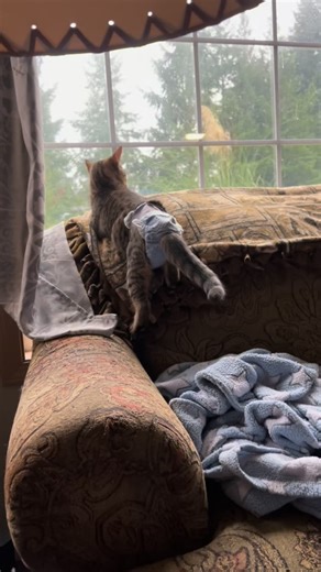 Grace is a six month old kitten who is looking for her perfect forever home! She is currently in a foster home, see what her foster mom has to say about her! About Grace: -Young, vibrant, and full of life. ‘Race-car’ is her nickname at home. -Wobbly in the back end, but it doesn’t slow her down one bit -Easygoing with resident cats and respectful when they’re not in the mood -Plays well independently, but I think she’d love a cat companion -Not a big fan of dogs yet -“Play first, cuddle later”…