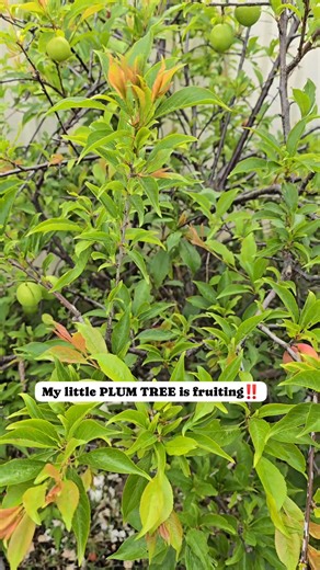 Dwarf plum fruiting season varies by variety, but many varieties are ready for harvest from early to late summer (December to March in Australia). #lifedownunder #dwarfplumtree #backyardfruittrees | Cucina de Patio | Facebook