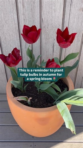 Bunnings Warehouse on Instagram: "Autumn is the perfect time to plant tulip bulbs 🌷✨ Trust us, your future self will thank you when they bloom in spring 🥰 After more tips? Check out our article, ‘How to grow and care for tulips’, via the link in bio. #Tulips #Flowers #Garden"