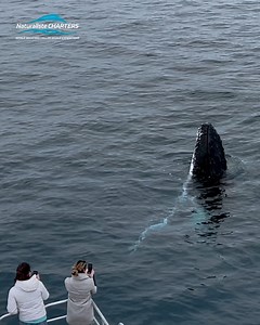 3.7M views · 32K reactions | Do you feel like you are missing out now the Bremer Bay Killer Whale season is over? Do you love whales? Then head over to our our Whale Watching Facebook page and keep up with the antics of the humpback whale migration in Augusta and Dunsborough 麗 https://www.facebook.com/naturalistecharterswhalewatching/ | Naturaliste Charters Bremer Canyon Killer Whale and Pelagic Expeditions | Facebook