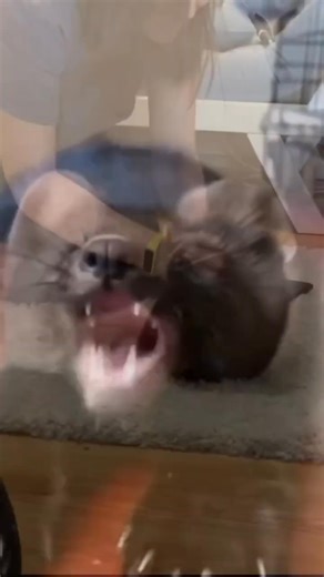 “Lively and cute sable” #animals #viral #cute #shorts#sables #dogs #animals #doglover #photooftheday #instapuppy #pet #dogs_of_instagram #puppy #nature #instadog #pets #dogsofinstagram #dog #dogoftheday #adorable #dogstagram #cats #instagramdogs #cat #catsofinstagram #love #animal #petsagram #instagood #pup #ilovemydog #petstagram #cute #petsofinstagram | Pet love 024