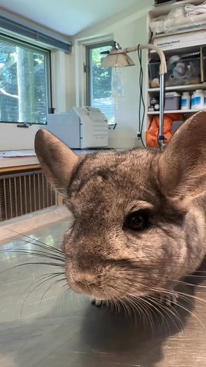 Happy Birthday to Waffles the Chinchilla who turned 16 over the weekend. You may have met him during one of our Ambassador Animal Presentations for a group or at a birthday party. He is also father to a number of our other Chinchillas. The chinchilla has the densest fur of all mammals, with around 20,000 hairs per square centimeter and 50 hairs growing from each follicle. By the end of the 19th century, chinchillas had become quite rare after being hunted for their notably soft fur. Although the