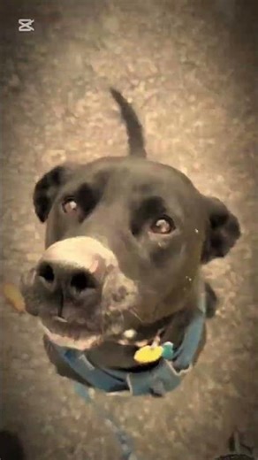 Dog life #doggielife #dog #goldenretreivers #dogbreed #puppy #goldenretreiver