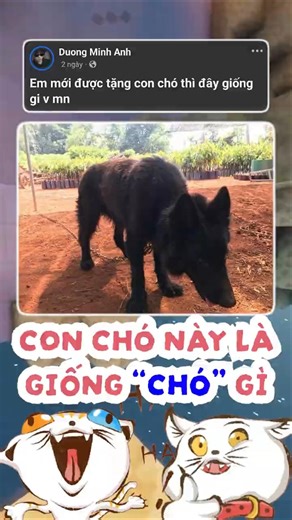 Đây là giống chó gì vậy mọi người ơi ??! #threads #topcomment #funny #memes #mèo #pets #chó