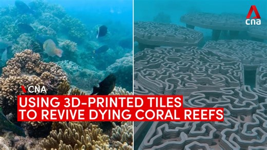 Are 3D-printed tiles the way to save coral reefs on the brink of extinction?