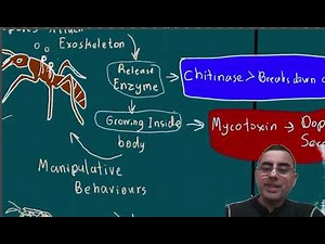 Zombie fungus From "Last of Us" is real? Cordyceps