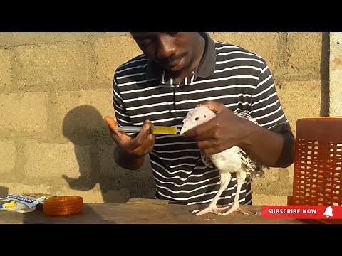 How to treat sick turkeys: Simple way