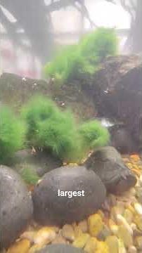 Tales From The Fish: How I Got My Marimo Moss Balls