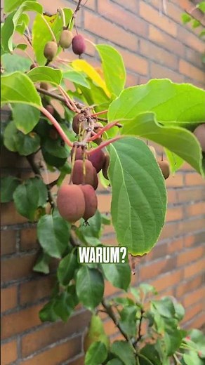 Cut kiwi berries back to the stump, or even completely remove them? Will that work? #garden #gard...