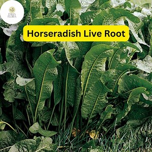 Organic Horseradish Roots – Heirloom Garden Starter Plants - Etsy